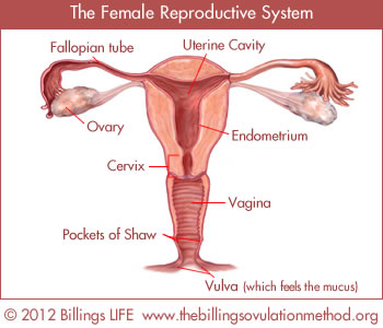 The Female Reproductive System: Copyright Billings LIFE